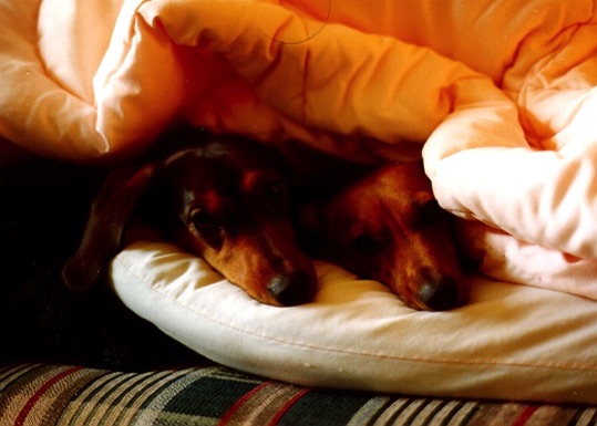 Two Dachshunds inside a blanket